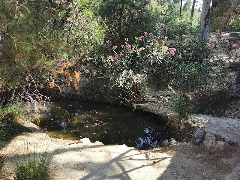 Plaka Forest