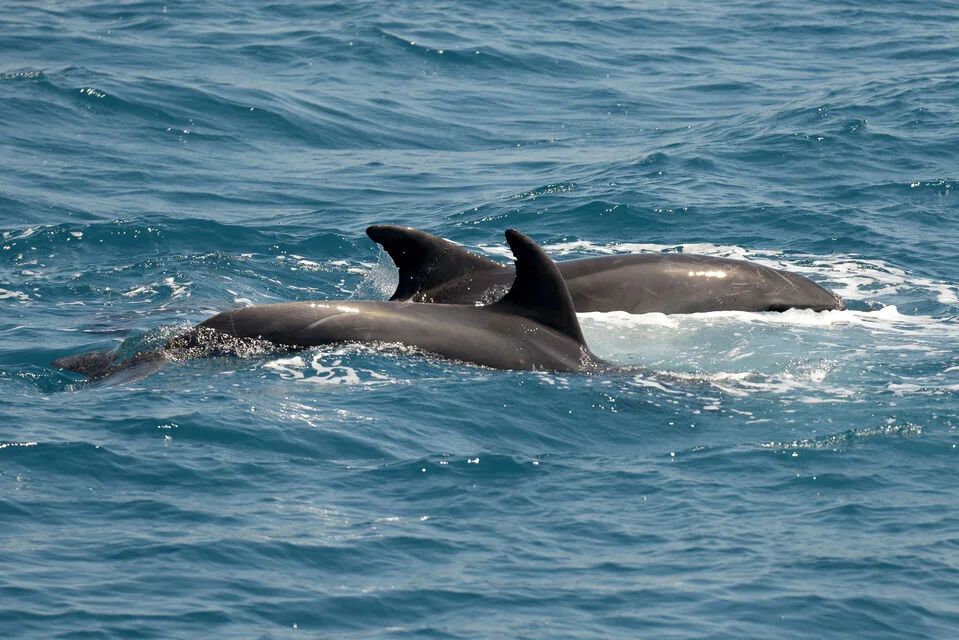 Gallery image for Aegean 3 Island Cruise